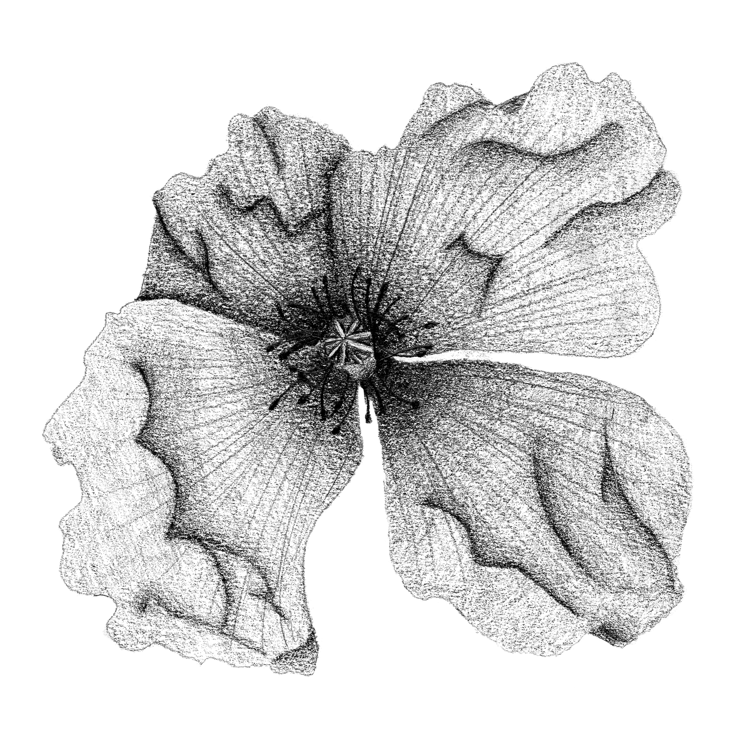 zeichn. naturstudien.